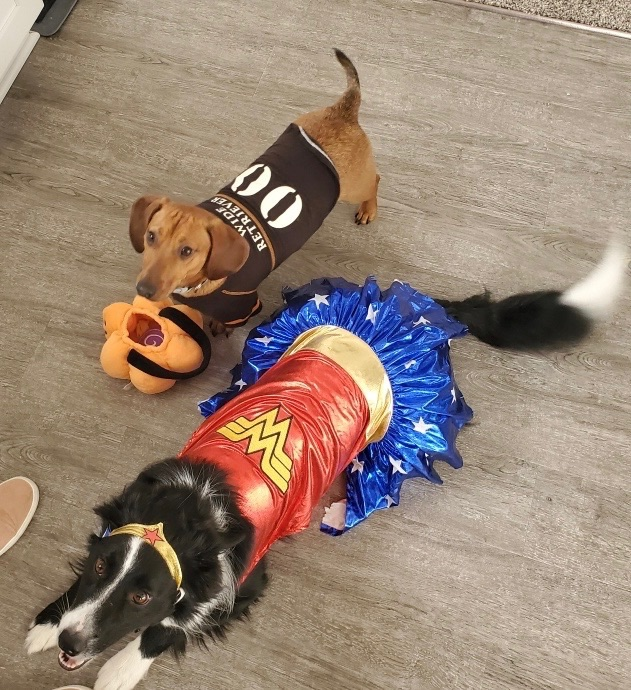 Rachael’s dogs getting in on the Halloween fun